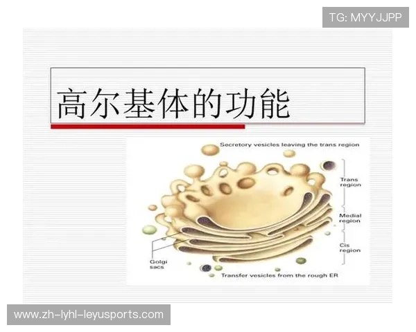 足球黄金补给时：蛋白粉摄入的赛场时间生物学